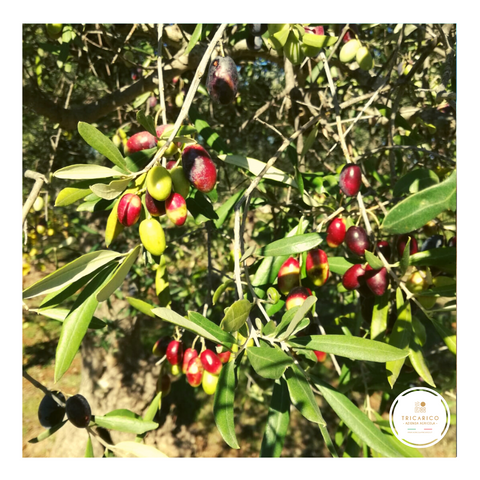 olio extravergine pugliese olive